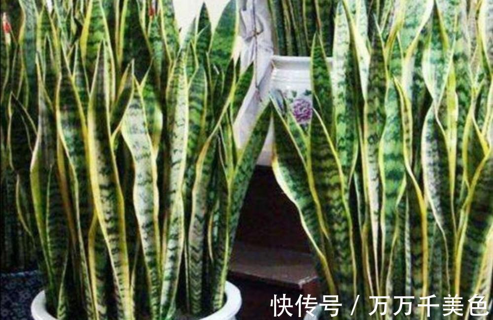 虎皮兰有“3怕两不喜”,难怪不爱出小芽,还越长越难看