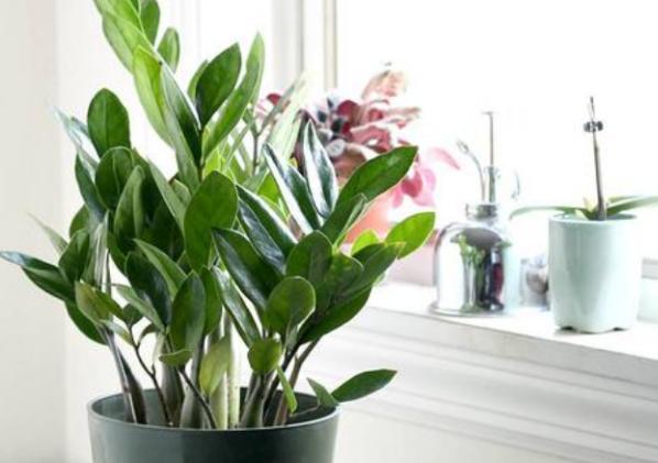 这些“老话”通俗易懂,能叫养花人少走弯路