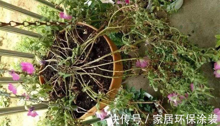 玛格丽特|6种“漂亮花”，秋天修剪“别偷懒”，剃个小平头，一个月开爆花