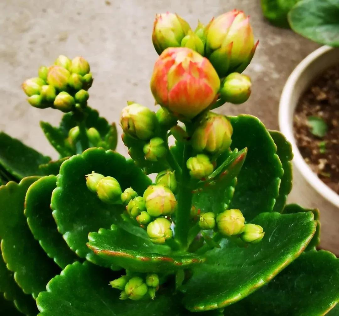 为何花店卖的长寿花叶片那么大?长寿花的叶片是大好还是小好?