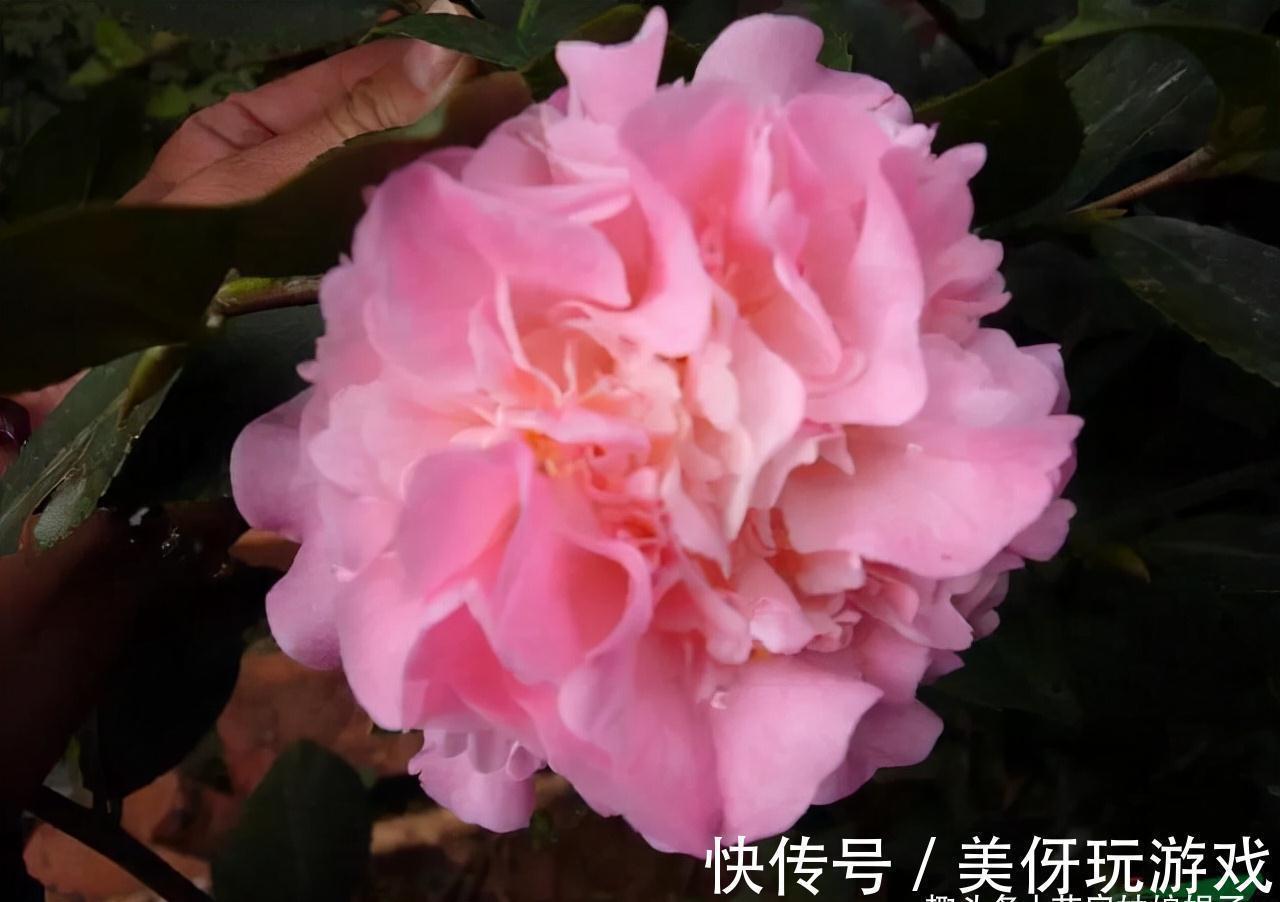 花期|5种“喜冷花”，花期主要在冬季，好养又漂亮，开花特别香