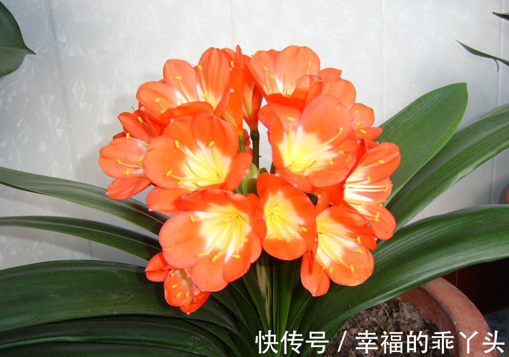 冬季养君子兰、牡丹该注意什么?注意把握细节,它们好看又好活