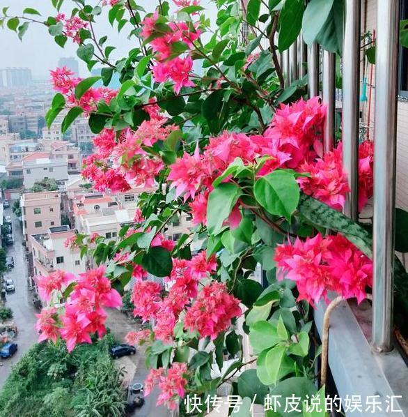 三角梅繁殖方法很多,今天向大家推荐一个高压法