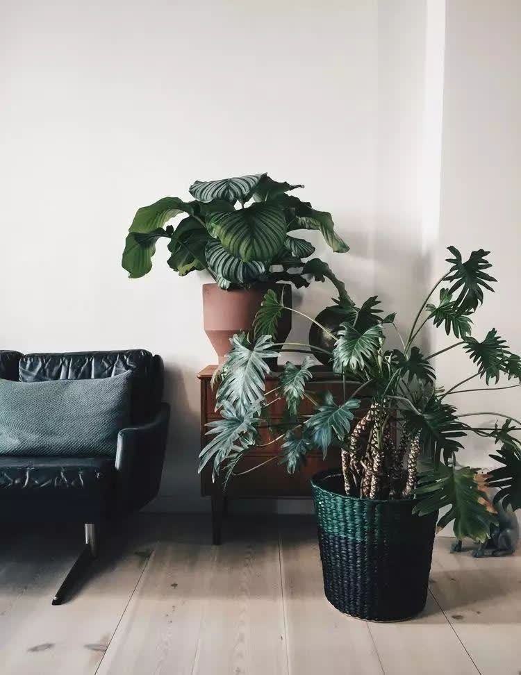家中的“气氛组”非它们莫属,高大绿植太优秀了,养起来