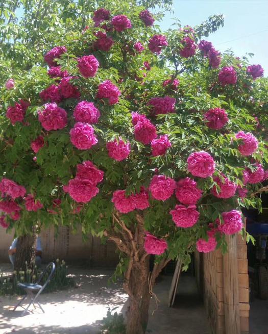 4种“泼辣花”,要用大盆养,开花多到炸,小盆养,越养越差