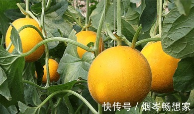 大黄杏|年过50想长寿就要会吃，尤其是这几种“软黄金”，营养高还好吸收