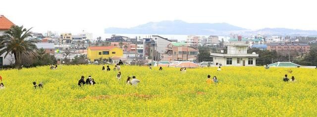 韩国济州岛油菜花盛开 春色秀美如画