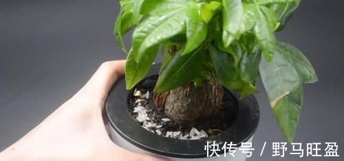 营养物质|不管多难养的花,浇水时加点它,不黄叶还不烂根,比花肥还好用