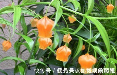 此花犹如一串串灯笼挂树上,外形娇俏可爱,寓意着庆祝