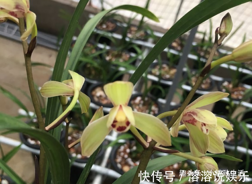 新手养兰花，要注意3点，先学会怎么养不死，再学怎么养好