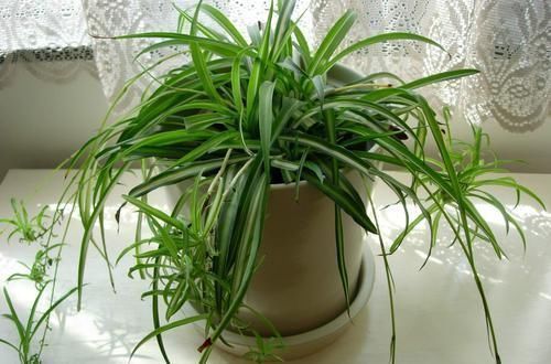 花卉|2种绿植花,是“净化之王”,室内养2盆,什么甲醛都没了