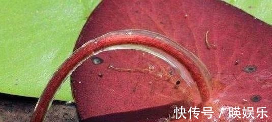 葡萄茎|池塘里的一种野菜,吃起来比豆腐还嫩,现在卖到30多一斤