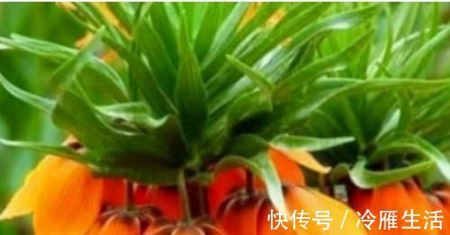 鲍鱼肉|每天晚上坚持吃3种食物，美容养生、延缓衰老，身体棒棒哒！