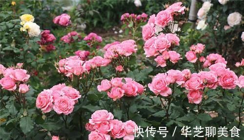 给月季喂点大补肥,15天冒出一圈笋芽,开出层叠群花!