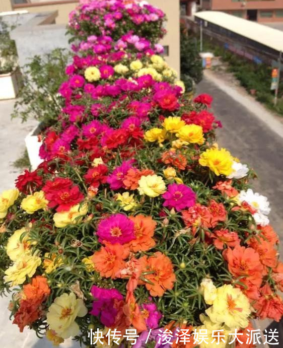 太阳花|咋“折腾”都不死的4种花,越修剪越旺,很难养死