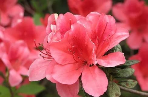 杜鹃|为什么每年养杜鹃都是开花过后,养到后期就掉叶子死了呢?