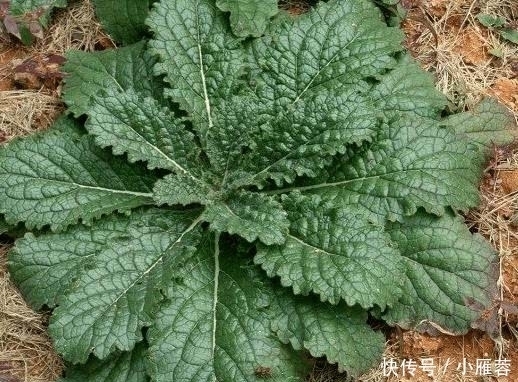 生长在农村路边的一种野草,被称为是“补益药”,知道是啥野草吗