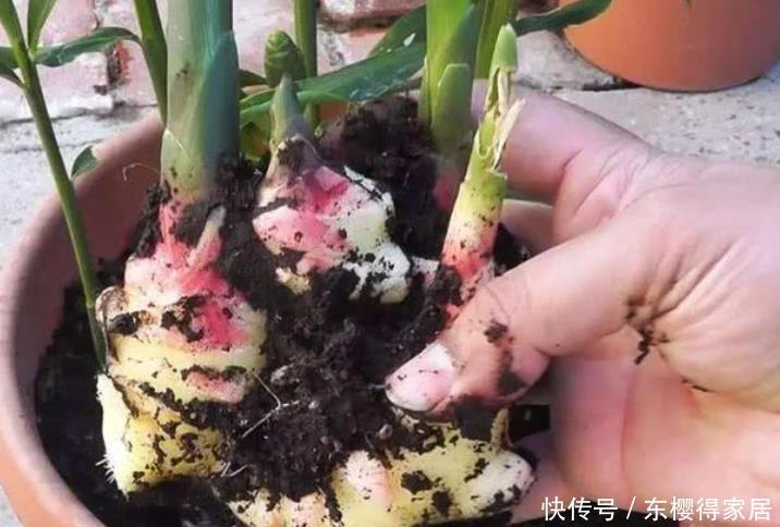阳台盆栽生姜,简单4步走,叶绿当花赏,不用再去买,自给自足