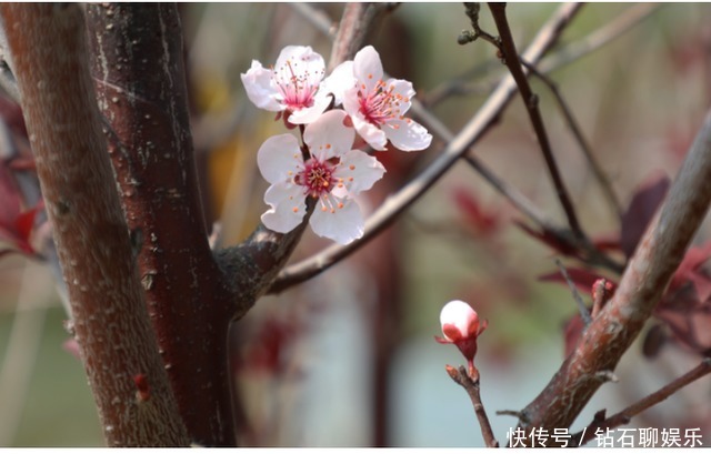 三月|花样荷城，美不胜收！