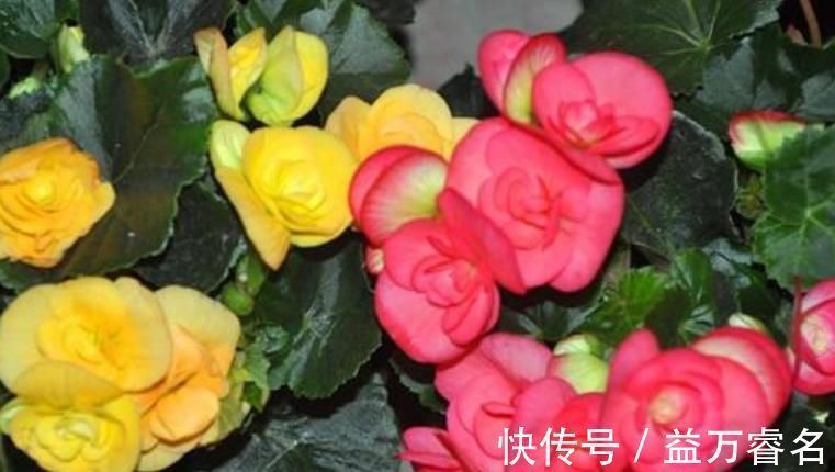 3种花比香水还好闻,一养就上“瘾”,花大色艳很漂亮,谁养谁爱