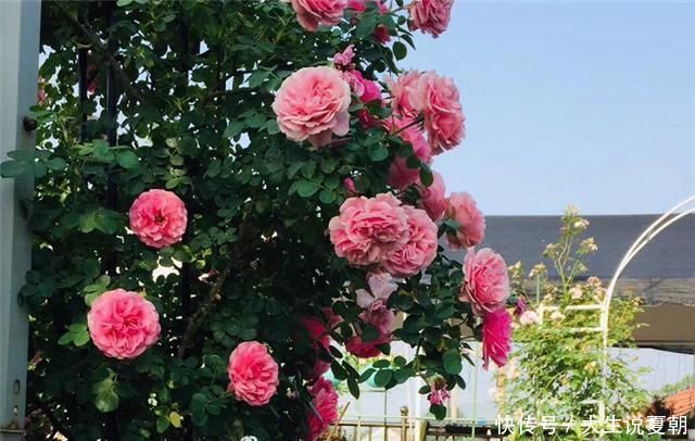 小东西|养花不烂根，捡来小东西垫在盆底，叶绿根壮猛开花