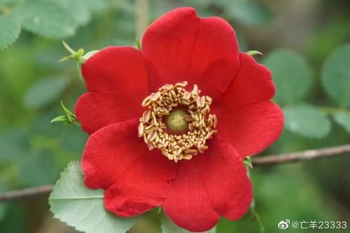 看完文章才知道,中国月季不止今天的美丽,还有辉煌的曾经