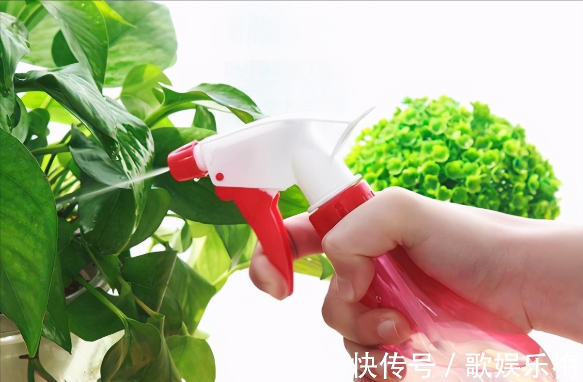 君子兰|容易被水浇死的“14种花”,手太勤反而养不活