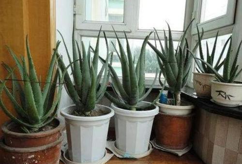 芦荟|教你正确栽培芦荟盆栽,养成老桩身价翻倍,方法简单有效