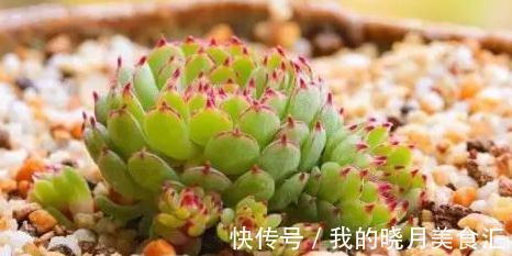 论怎样为变丑的多肉植物整容