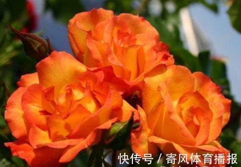 喜欢玫瑰,不妨养盆“精品玫瑰”宠爱小姐,花身金黄,立体感十足