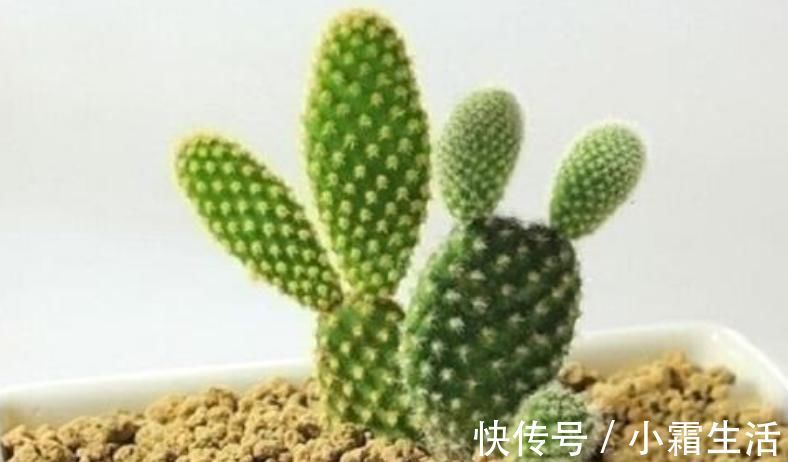 适合卧室养的6种花,好看又实用,养起来也很简单