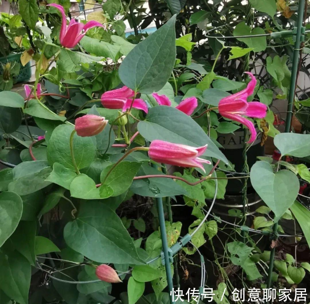 花园三宝|出了名的“花园三宝”，能养好的，绝对是高手