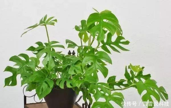 龟背竹|这10种花，再穷也要养，角落里的甲醛、毒气都给吸干净