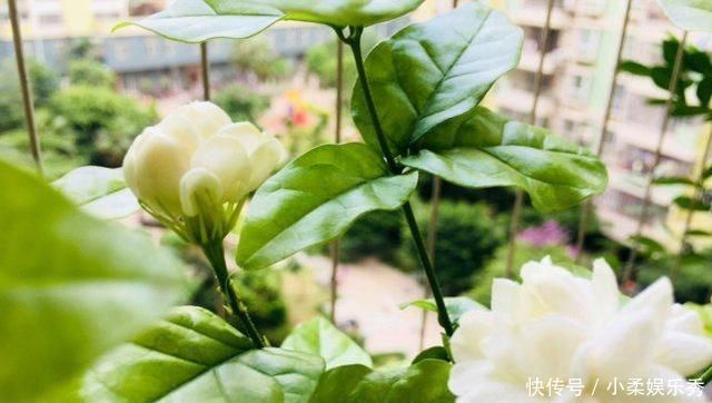 夏天给茉莉施肥,有3不原则,做好了,茉莉花朵呼呼开,又大又香
