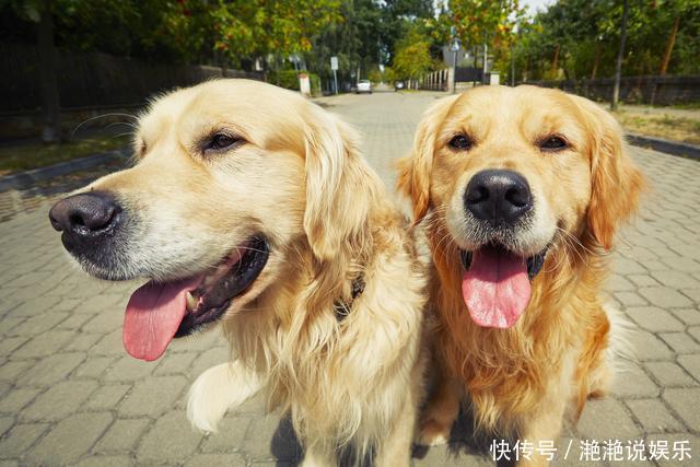 中型犬标准 中型犬标准