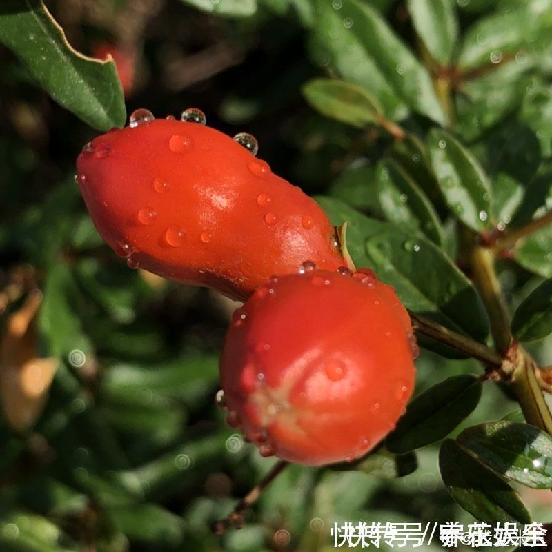 家里养盆“招财花”,一年四季开红花结红果,“招财旺运”又红火