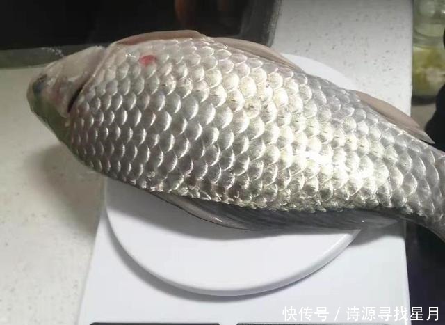 钓鱼三大策略,懂技术的人都在遵循,钓鱼新手必备!