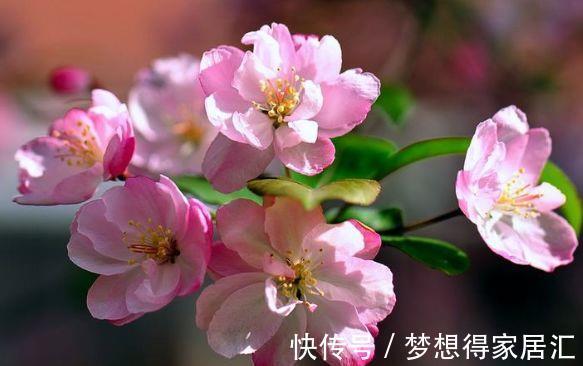 红槐|农历8月3号起，最适合养这些花，开花超级香，花朵颜色艳