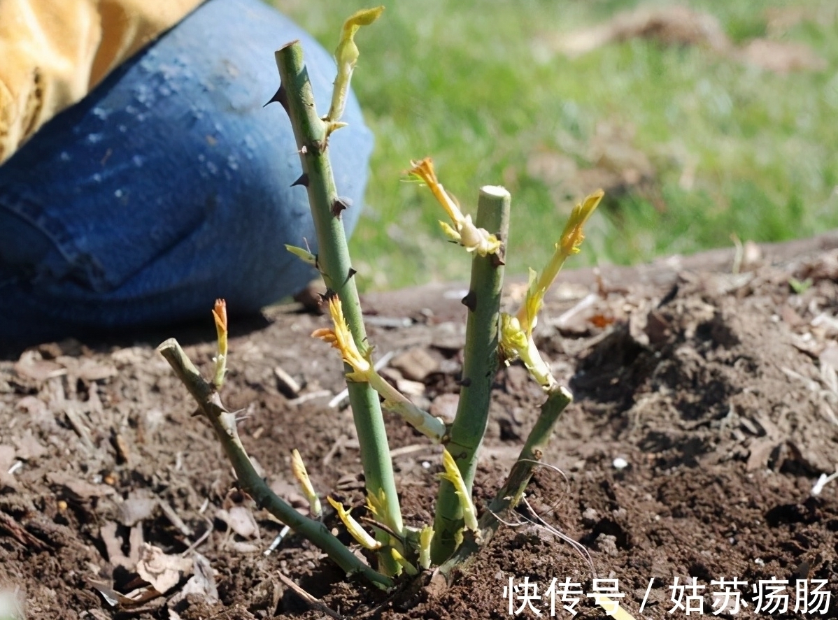 废料|月养月季，土里备“三废料”，新芽“咕噜”冒，芬芳宜人小半年