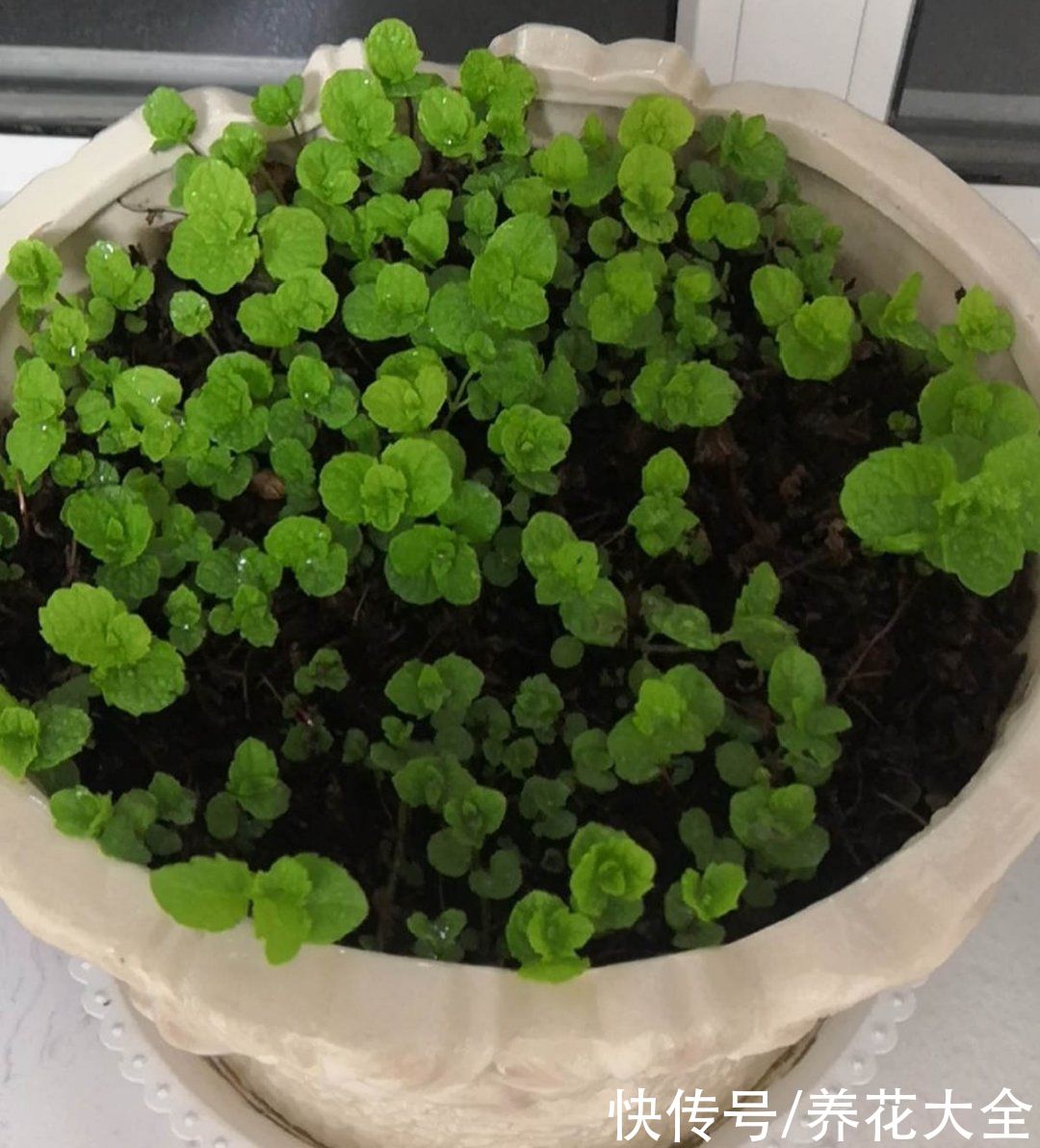 三角梅|天热要修剪的花，不剪死得快，活不过夏天