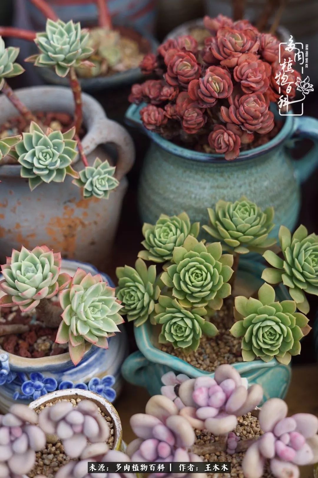 爱上多肉的第三个年头回看励志对比图，感悟岁月静好！