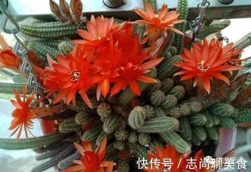 花盆里撒一把“粉末”,防冻杀菌增肥力,根壮叶绿,猛长个!