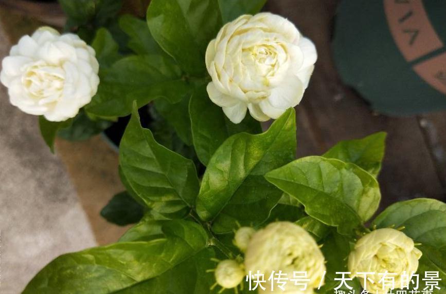 秘诀|养茉莉,在大水大肥大太阳之前,还有3个先决条件,和1个补充