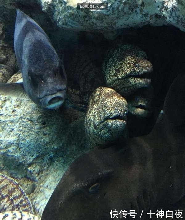 荒士|网友目击“鳕鱼子嘴唇”的神奇海鳗 有戏表情让人觉得是动画人物