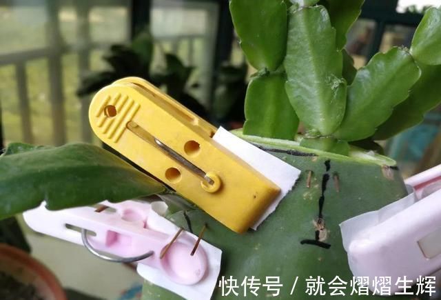 叶仙|蟹爪兰插萝卜上,也能嫁接?这波操作还是头一回见