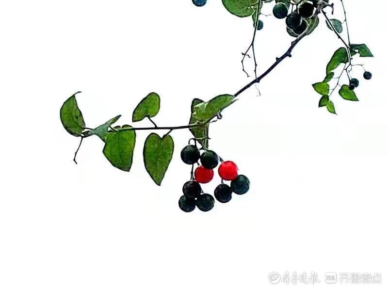 果实|白英成熟后果实宛若玛瑙,人见人爱