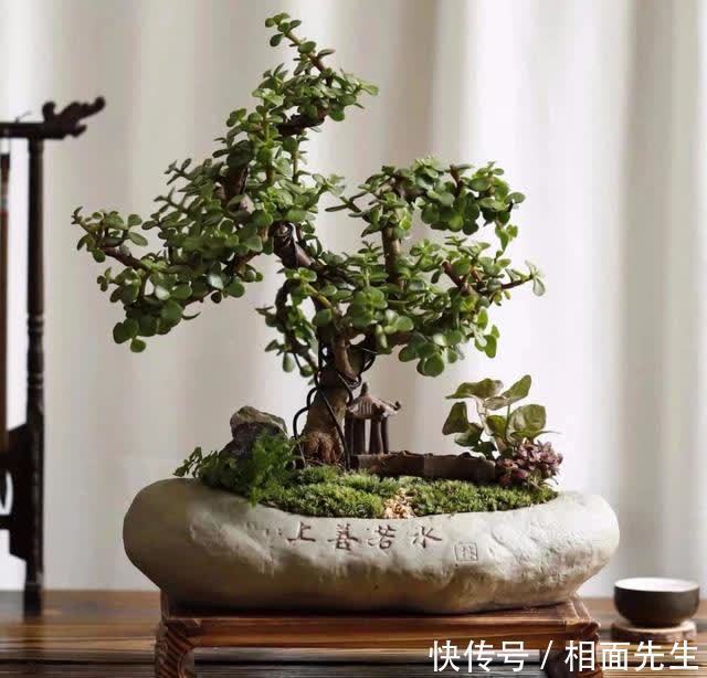 修剪|春天养金枝玉叶,做好这几件事,叶子绿油油的,越养越值钱