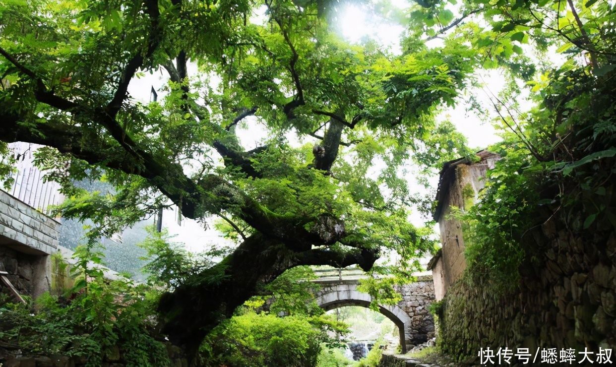 老年|浙江有个绿色的江南古村落，小桥流水，青苔石阶，仿若画卷