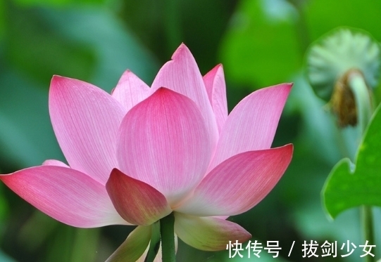 桃花|11月上旬，鸿运当头，4属相财星高照，家庭美满，财富越来越多