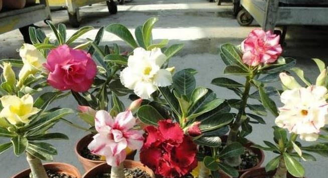 入冬后养3种花，浇水越懒惰，来年长势越好，你了解嘛